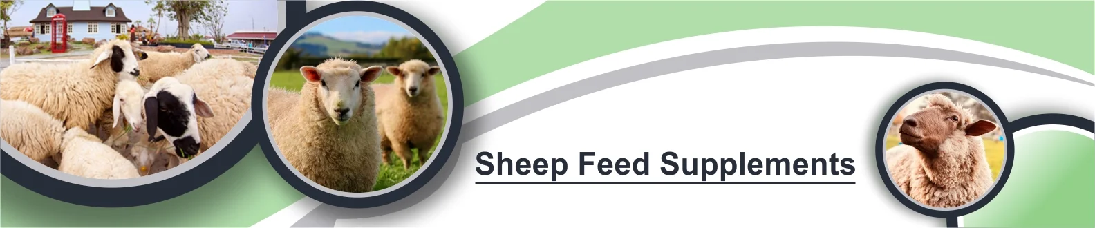 sheep-banner-image