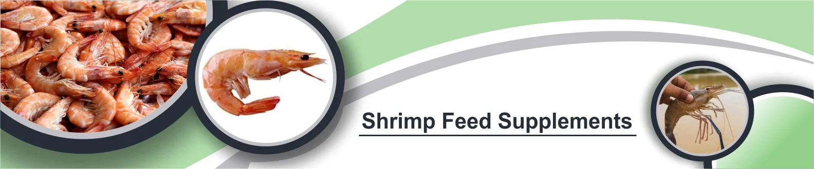 shrimp-banner-image