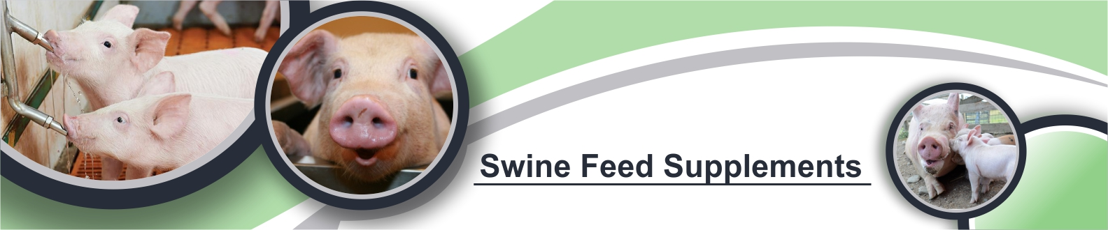 swine-banner-image