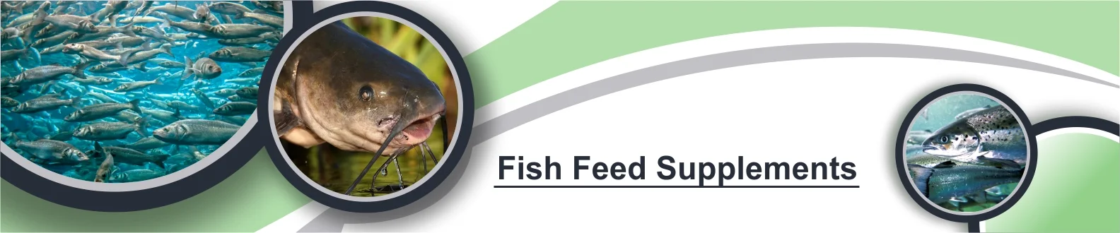 fish-banner-image